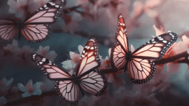 Aesthetic:_Ahesyfxbaw= Butterfly