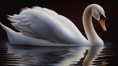 Beautiful:-63ddlotw8u= Swan