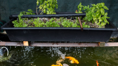 Organic Koi Pond Building: Chemical-Free Setup for Healthier Fish Growth