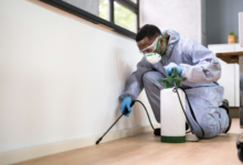 Ensuring Your Home's Integrity: The Importance of a Termite Inspection in Wollongong