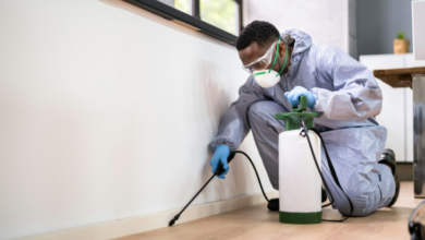 Ensuring Your Home's Integrity: The Importance of a Termite Inspection in Wollongong