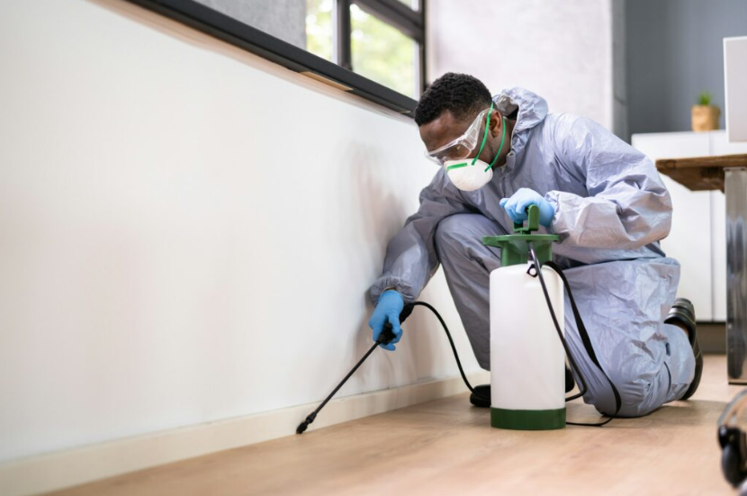 Ensuring Your Home's Integrity: The Importance of a Termite Inspection in Wollongong