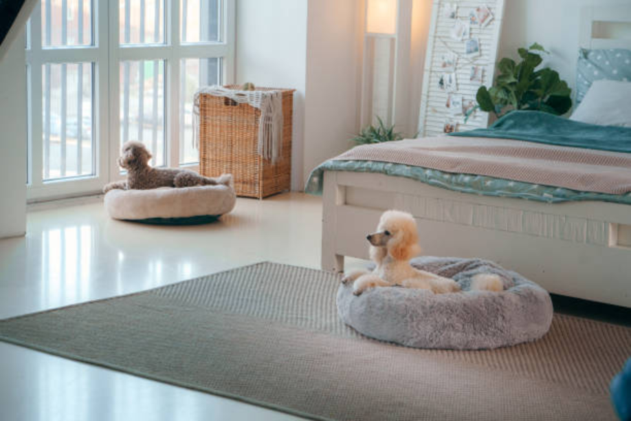 Best Dog Calming Beds: The Ultimate Guide to Comfort and Peace for Your Furry Friend 