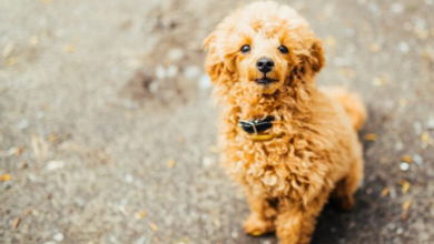 Are F1B Micro Mini Goldendoodles Right for You? Size, Care & Personality Guide