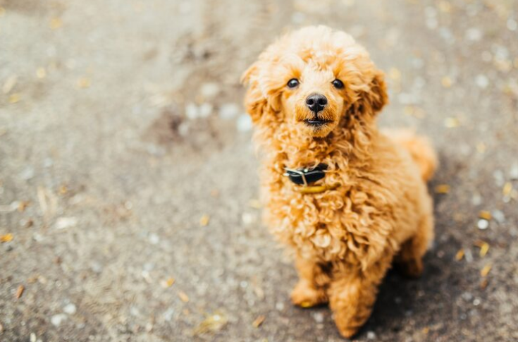 Are F1B Micro Mini Goldendoodles Right for You? Size, Care & Personality Guide