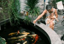 Pond Specialist Guide to Expert Pond Design Maintenance and Care in USA and UK