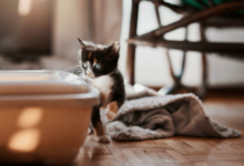 How Long Can a Cat Go Without Peeing or Pooping? What Every Owner Must Know