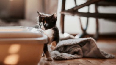How Long Can a Cat Go Without Peeing or Pooping? What Every Owner Must Know