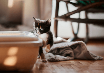 How Long Can a Cat Go Without Peeing or Pooping? What Every Owner Must Know