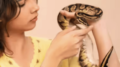 What Do Snakes Eat and the Unexpected Lessons They Offer for Mental Health Recovery