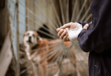 What A Dog Bite Injuries Lawyer Can Do During Insurance Disputes?