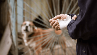 What A Dog Bite Injuries Lawyer Can Do During Insurance Disputes?