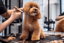 Why Regular Dog Grooming Matters More Than Many Owners Realise