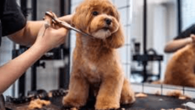 Why Regular Dog Grooming Matters More Than Many Owners Realise