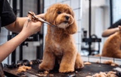 Why Regular Dog Grooming Matters More Than Many Owners Realise