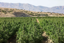 Top 3 Factors That Influence Santa Barbara Weed Delivery Times