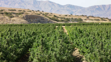Top 3 Factors That Influence Santa Barbara Weed Delivery Times