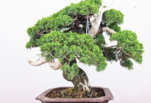 What to Look for When Buying Bonsai Trees Online
