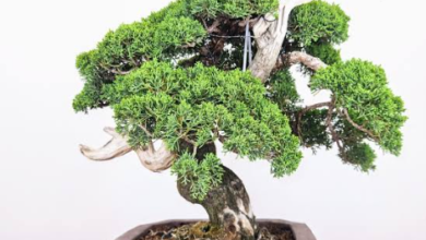 What to Look for When Buying Bonsai Trees Online