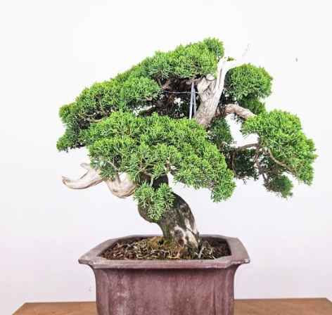 What to Look for When Buying Bonsai Trees Online