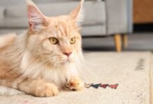Why Your Maine Coon Needs a Specific Litter Box Size?