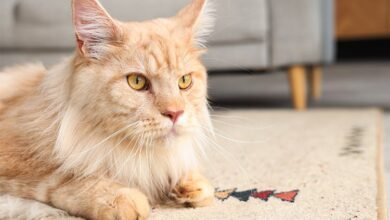Why Your Maine Coon Needs a Specific Litter Box Size?