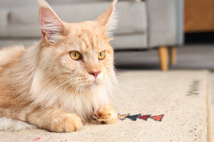 Why Your Maine Coon Needs a Specific Litter Box Size?