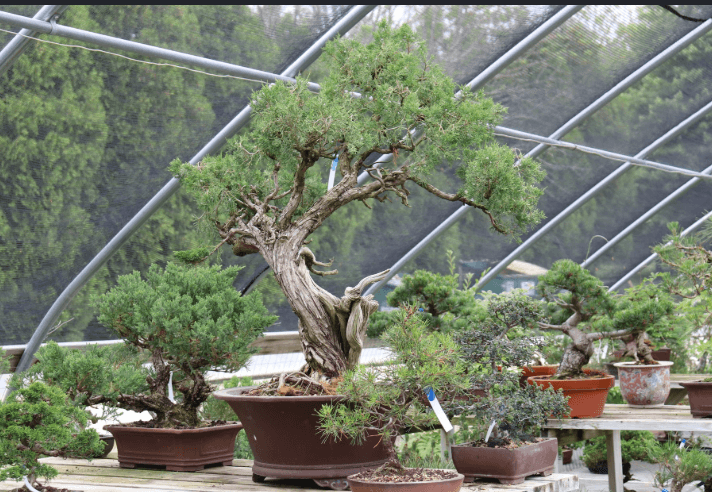 A Buyer's Guide to Sourcing Bonsai Trees Wholesale for Retail and Landscaping Businesses