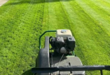 Top 8 Lawn Care Myths Britons Still Believe