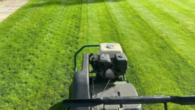 Top 8 Lawn Care Myths Britons Still Believe