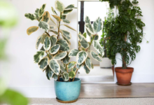 How to Grow and Care for a Variegated Ficus Tree