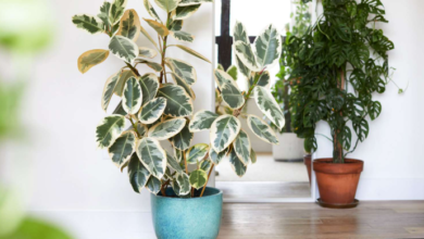 How to Grow and Care for a Variegated Ficus Tree