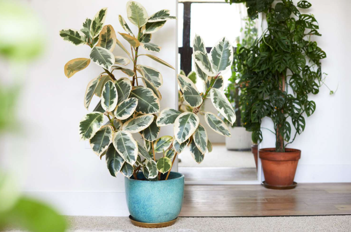 How to Grow and Care for a Variegated Ficus Tree