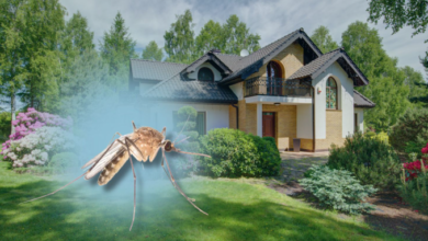 Choosing Effective Mosquito Control Solutions for Commercial and Outdoor Spaces