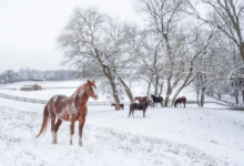How to Maintain a Horse Arena After Heavy Rain
