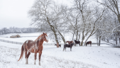How to Maintain a Horse Arena After Heavy Rain