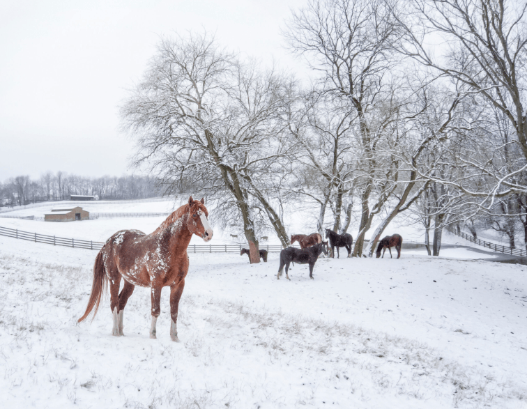 How to Maintain a Horse Arena After Heavy Rain
